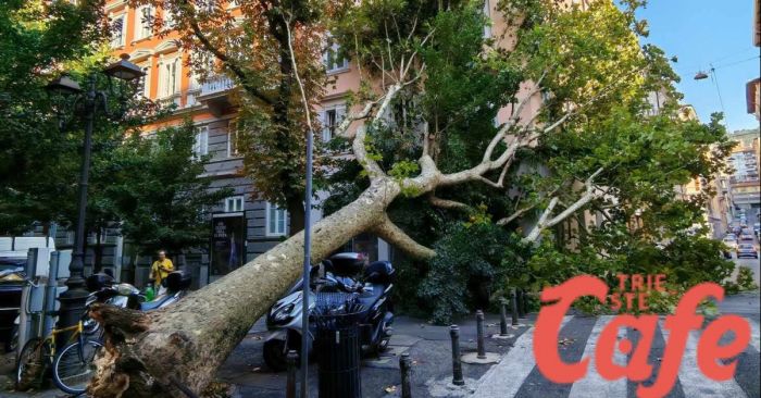 Caduto albero in viale XX settembre