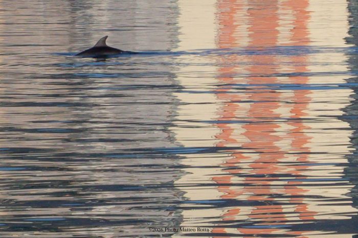Spettacolo mozzafiato, delfini avvistati nelle acque del Molo Audace la sera di Pasqua 
