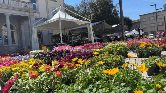 Monfalcone in fiore 2026, oggi l'inaugurazione tra colori e profumi di primavera 