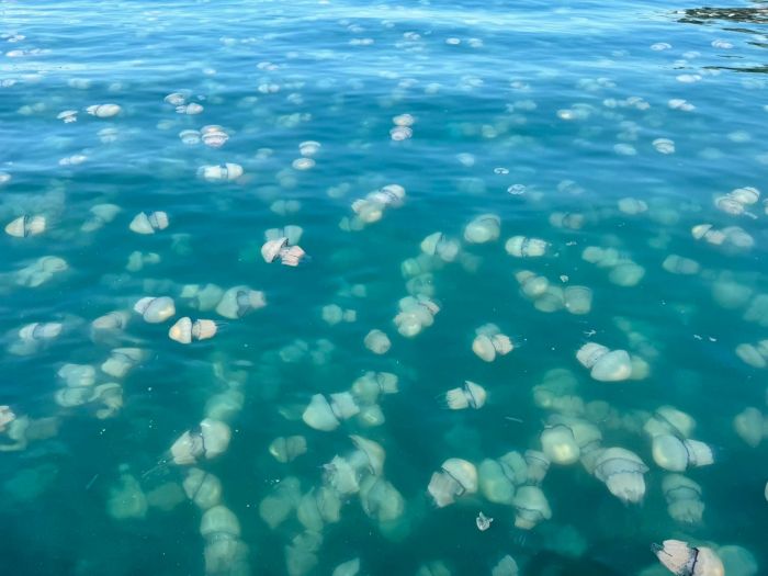 Trieste, le Rive si tingono di bianco: spettacolare invasione di meduse (VIDEO)