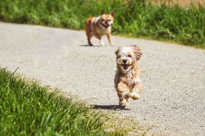 Camminata con i cani tra i boschi del Carso, il 7 giugno giornata speciale tra natura e amici a 4 zampe