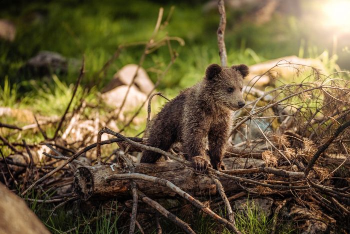 Orsa Amarena, cuccioli sono insieme e si alimentano. Oipa: «Residenti ed escursionisti evitino di peggiorare la situazione»