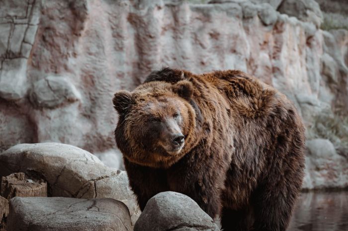 In Trentino chiesto spray anti orso anche per cittadini e turisti