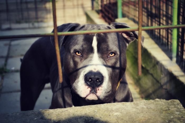  Pitbull attacca tre persone all'Aquila, una è in fin di vita  