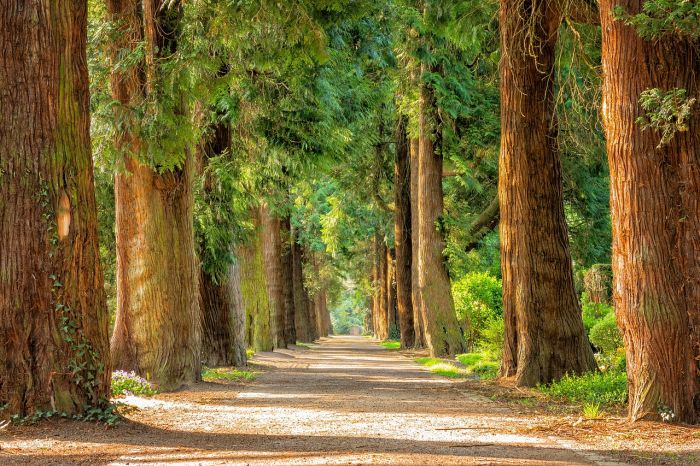Comune padovano pianta alberi con i nomi dei neonati del paese