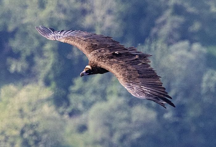 Eccezionale avvistamento in Fvg, rari rapaci avvistati alla Riserva naturale del lago di Cornino