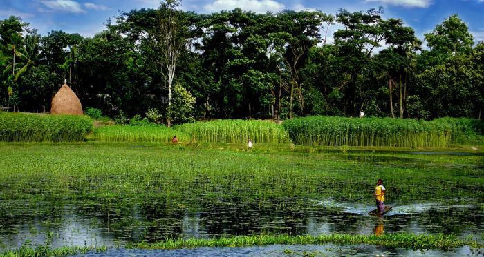 il Bangladesh vieta l'adozione di elefanti selvatici