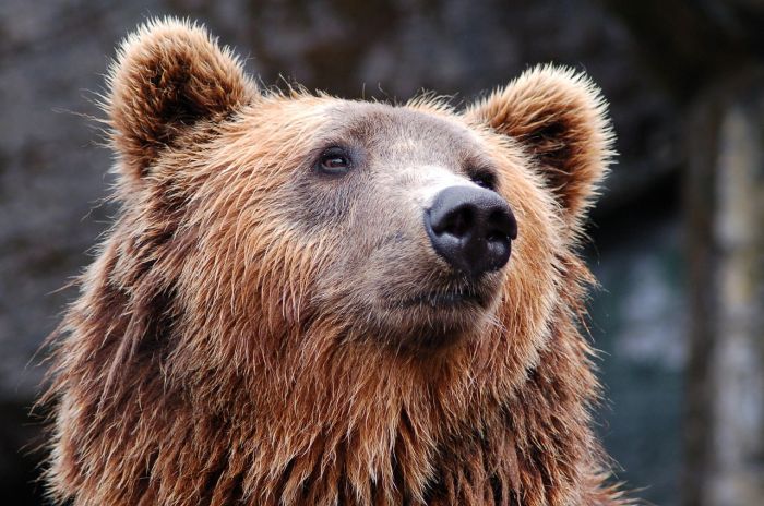 Trentino: orso insegue escursionista, disposta cattura per radiocollare