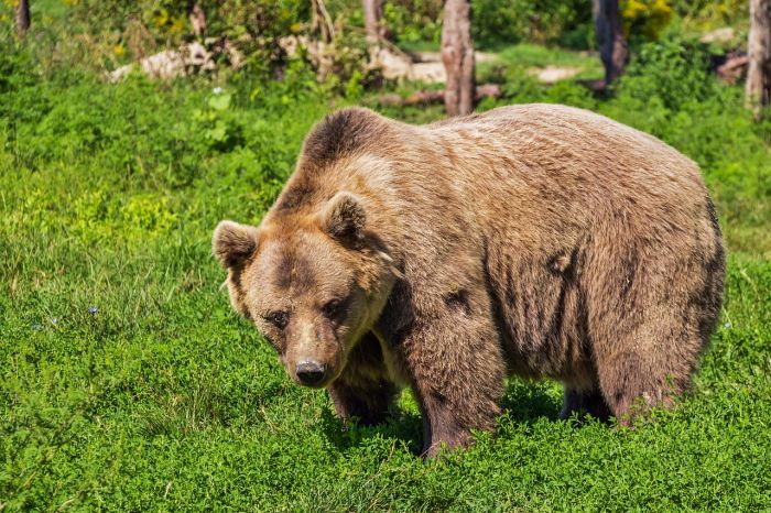 L'amatissima Orsa Amarena barbaramente uccisa: avviso garanzia a indagato, nominato perito 