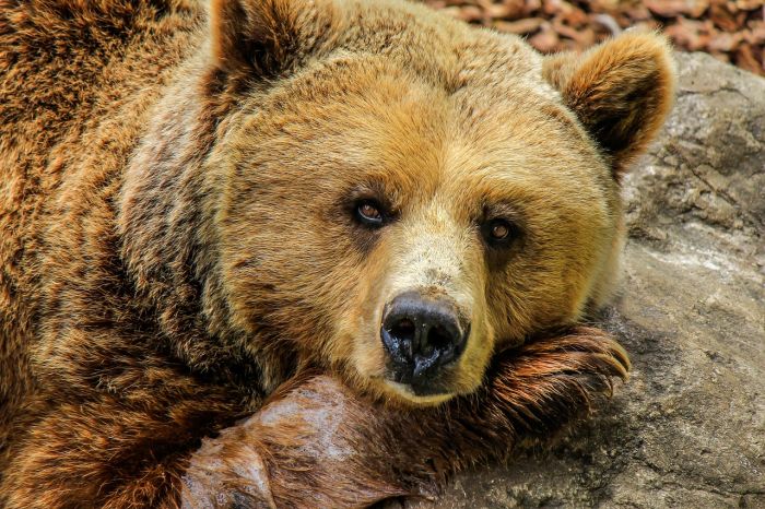 Slovacchia, abbattuto orso che aveva ferito cinque persone