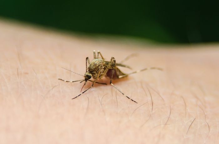 Brasile verso test rapidi Dengue.In Italia più controlli