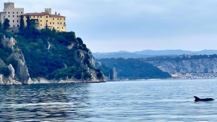 Splendido delfino avvistato nella zona del castello di Duino 