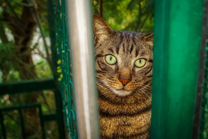 Trieste celebra il World Animal Day 2025: due giorni di eventi, conferenze e attività dedicate agli animali