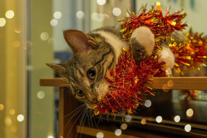 Botti di Capodanno. Aidaa: ”Ripetuta strage degli animali morti, centinaia quelli scappati”