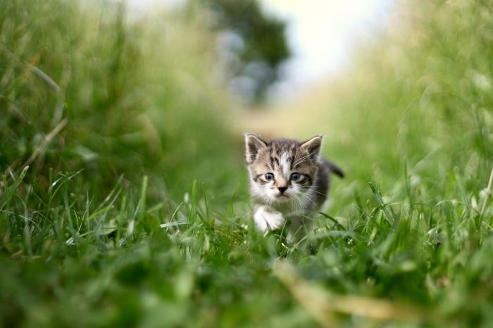 Trieste celebra il World Animal Day 2025: due giornate di eventi, incontri e solidarietà per gli animali