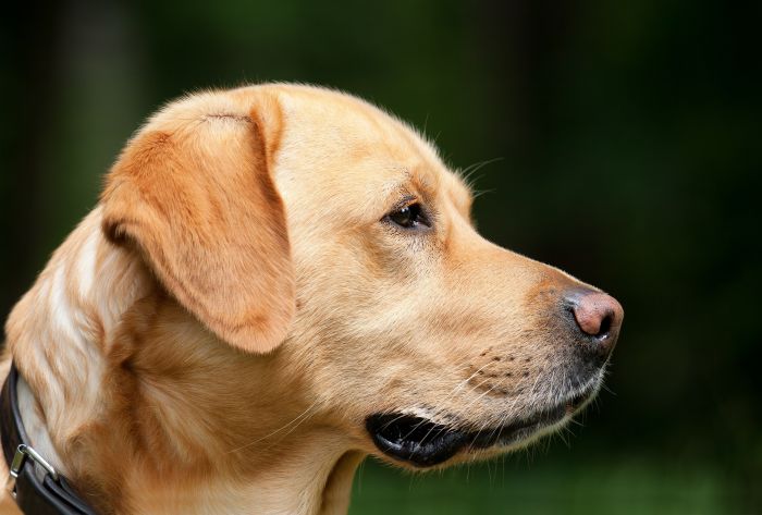 FVG. Domenica 19 aprile torna la giornata nazionale dell'educazione del cane 