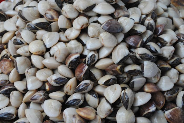 Aprile a tavola, stop a telline e poche vongole, fermo e clima dettano legge