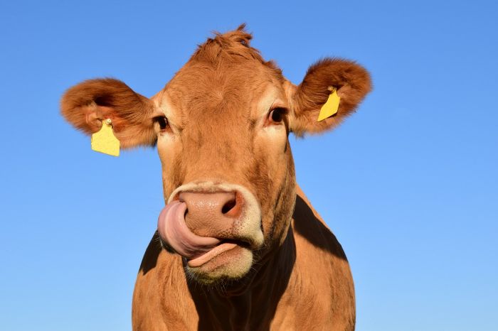 Brucia un fabbricato agricolo a Cesena, morte due mucche