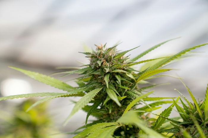 I migliori growshop a Trieste