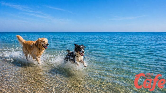 Cani a rischio sulla Bau Beach? Pucci attacca il Comune, Lodi: “Interventi già programmati”