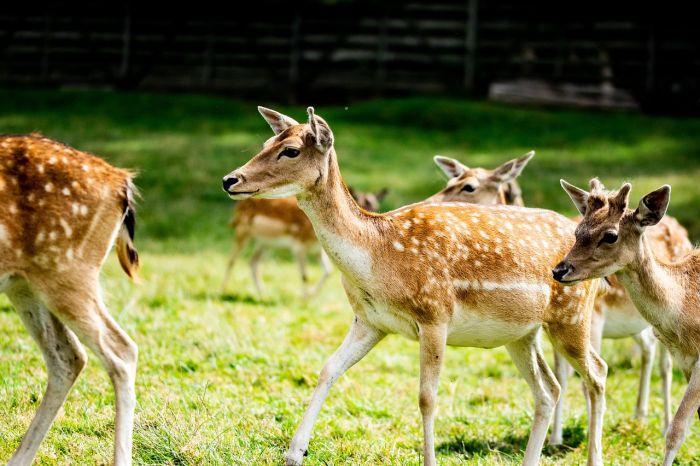 Animalisti: "Altra tragedia venatoria in Fvg: è tempo di mettere vita e sicurezza al primo posto"