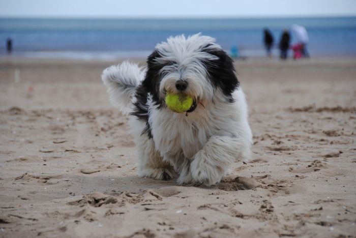 Cani in spiaggia a Trieste: tutte le aree consentite e le regole da rispettare nel 2025