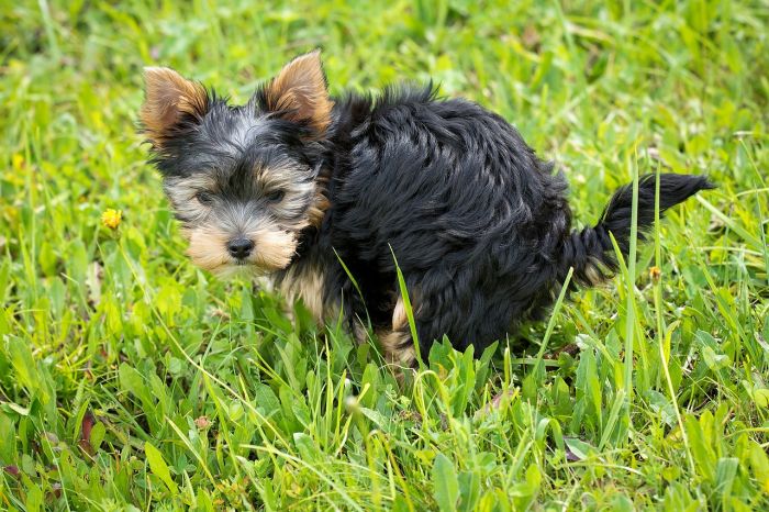 Triestino: 'Maxi multe esemplari ai proprietari di cani sporcaccioni che non raccolgono le deiezioni' 