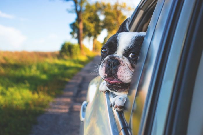 Trasportare animali in auto: cosa dice il Codice della Strada