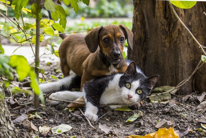 Spese per cani e gatti, dal Comune di Trieste nuovi contributi per le spese veterinarie