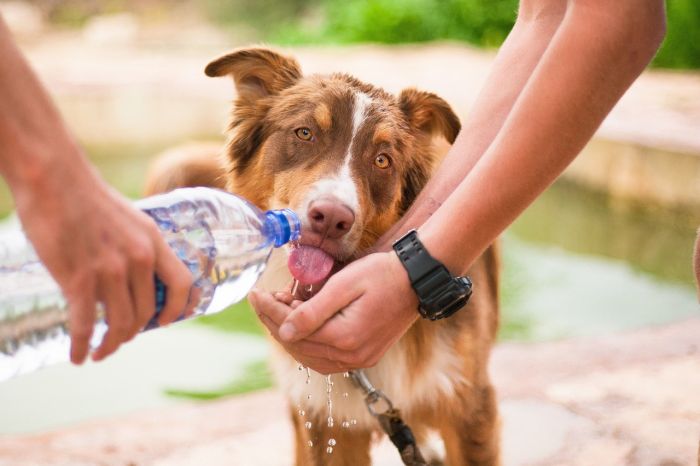 Quattro triestini non tengono il cane al guinzaglio e vengono GIUSTAMENTE sanzionati!!!
