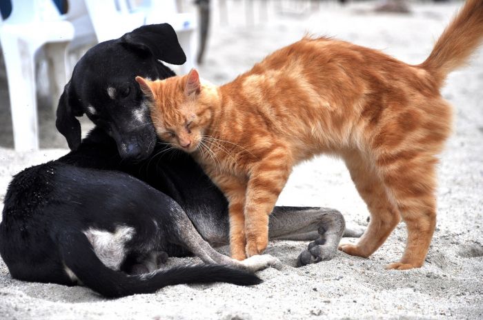 Animali: benefici ambientali con diete vegane per cani e gatti