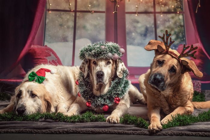 Tornano i consigli per le feste sicure di Micio e Fido