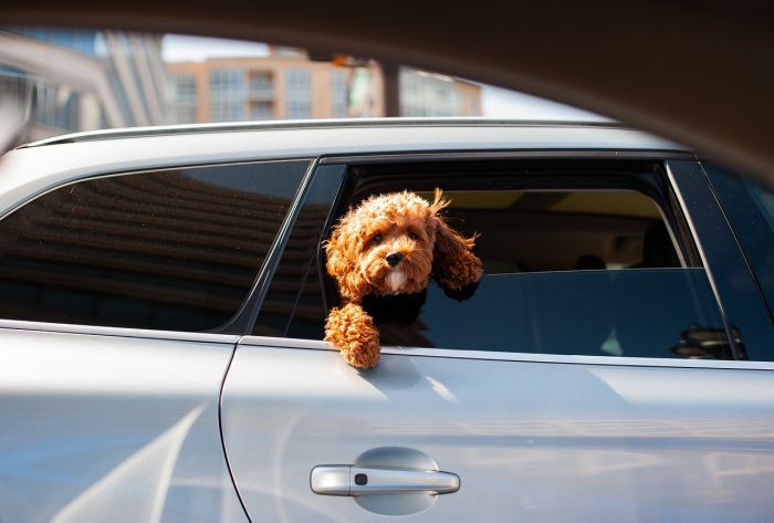Perugia:dimentica per ore il cane in auto, 60enne denunciata