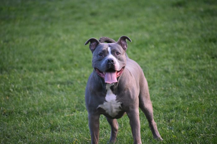 Due pitbull scappano dal cortile e azzannano passanti e cani in Lombardia