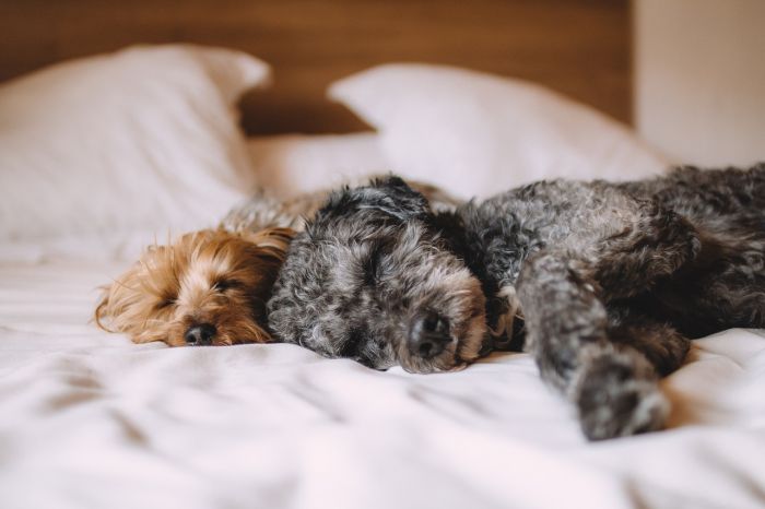 A Trieste censiti oltre 23 mila cani, Trieste sempre più amante degli animali!