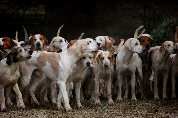 Appello di una triestina: "Insegnate ai vostri figli a rispettare i cani che incontrano per strada"