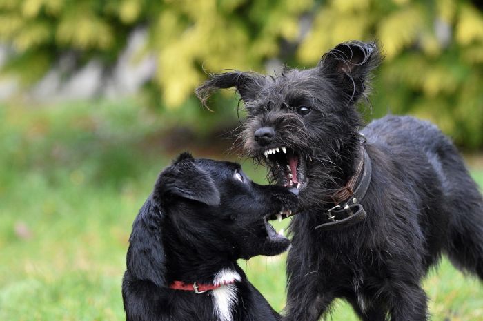 Patentino obbligatorio per i cani pericolosi: approvata la mozione in Friuli Venezia Giulia