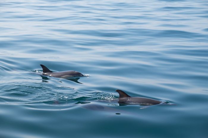  I delfini sono più sensibili all'inquinamento acustico di quanto previsto