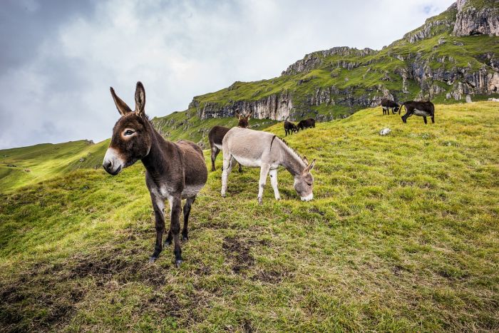 Partito Animalista: "Fieno fornito agli asini nel parco Globojner è marcescente ancora avvolto nel nylon"
