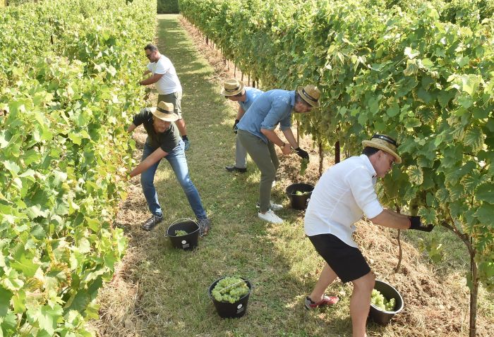 Dal grappolo al calice: la magia della vendemmia diventa un viaggio per tutti in Fvg