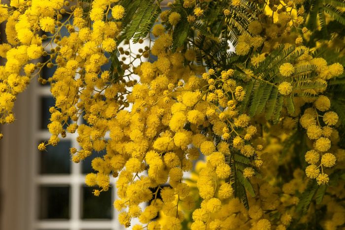 "Mimose fiorite un mese prima, natura in tilt"