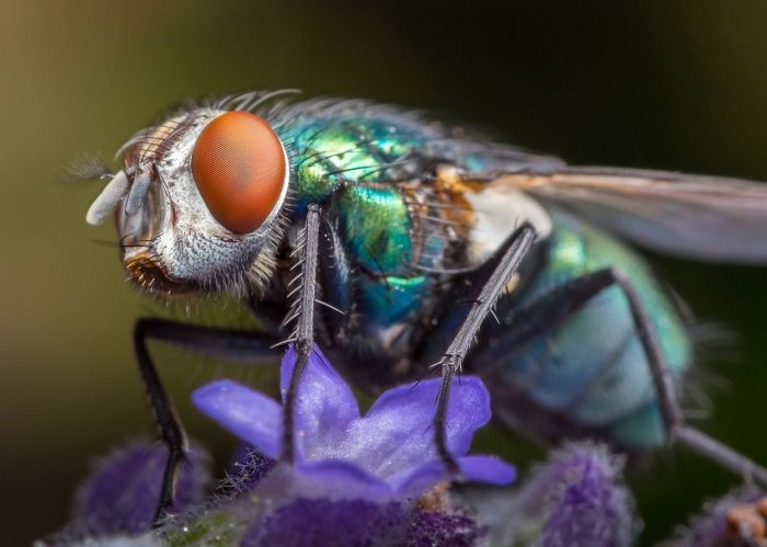 Luce artificiale rende foglie dure e difficili da mangiare per gli insetti