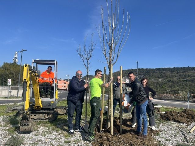 Il Comune mette a dimora due frassini alla rotatoria di Cattinara 