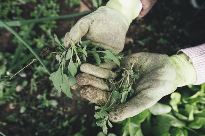Al via in Friuli Venezia Giulia il corso in Tecniche di giardinaggio