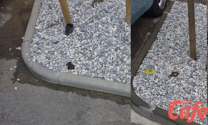 Via Fabio Severo, aiuole nuove ma già ricoperte di escrementi, denuncia di un residente