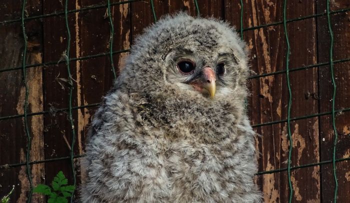 Evento eccezionale alla Riserva di Cornino: nasce un allocco degli Urali, specie rara sotto tutela internazionale