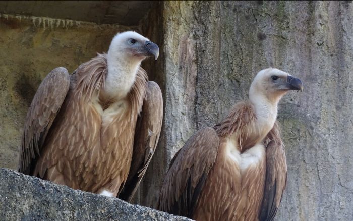 Oltre 1000 km per la natura: la Riserva di Cornino accoglie due grifoni dallo zoo di Dresda