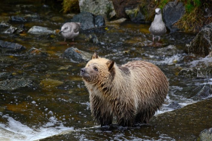Canada, dopo 18 anni riapre caccia all'orso grizzly: insorgono ambientalisti
