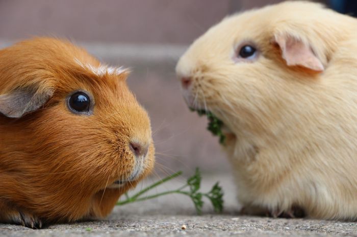 Contributi sostegno spese mediche per gli animali d'affezione, approvata la graduatoria a Trieste