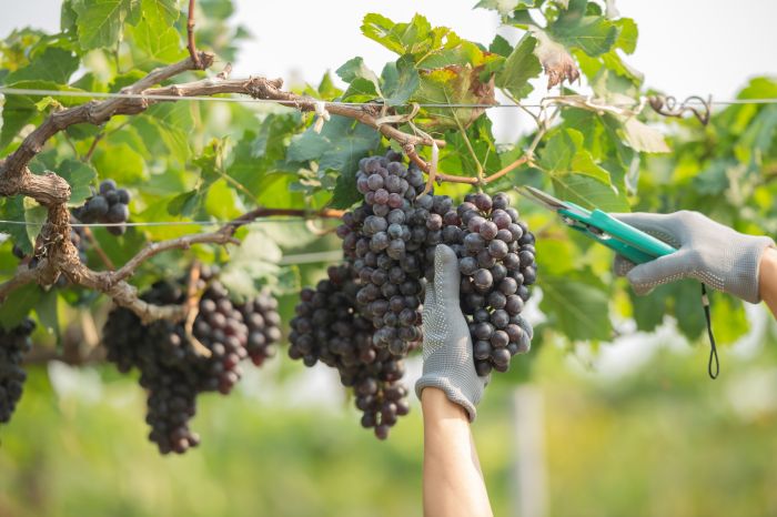 Vendemmia a luglio, mai così precoce! il caldo colpisce ancora